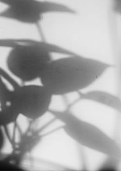 植物の影の写真